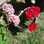 Peace Drinovci